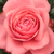 Roza - Vrtnica čajevka - Elaine Paige™